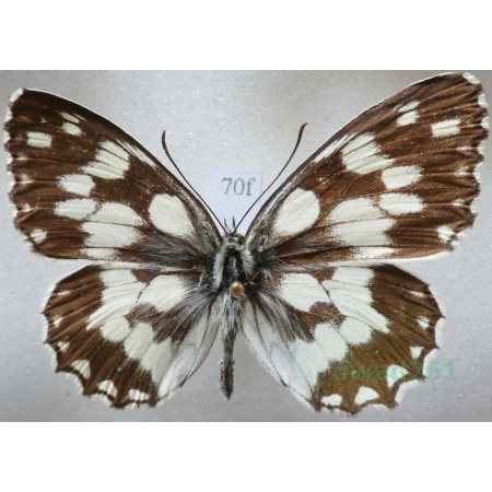 Melanargia galathea (Linnaeus, 1758) male Polowiec szachownica Czech70f